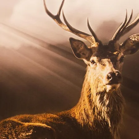 Petit Tournalin 샴폴루크