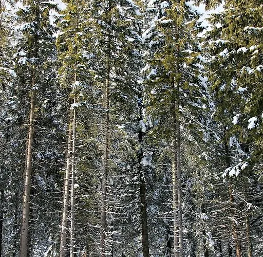 Hotel Petit Tournalin Champoluc