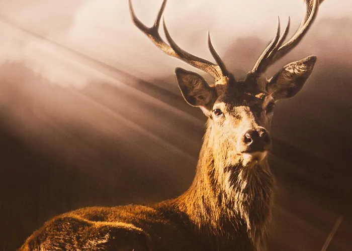 Petit Tournalin Champoluc